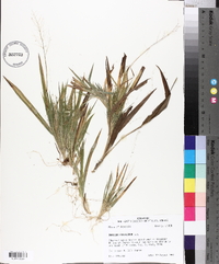 Panicum laxiflorum image