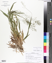 Panicum laxiflorum image