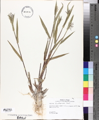 Panicum lindheimeri image