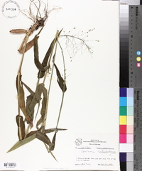 Panicum latifolium image