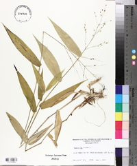 Panicum latifolium image