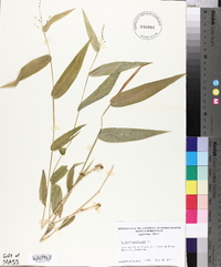 Panicum latifolium image