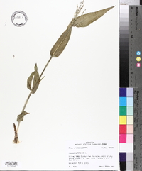 Panicum latifolium image