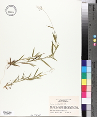 Panicum longiligulatum image