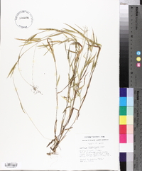 Panicum lindheimeri image