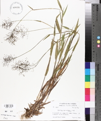 Panicum lindheimeri image