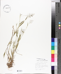 Panicum lindheimeri image