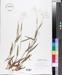 Panicum villosissimum image