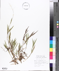 Panicum villosissimum image