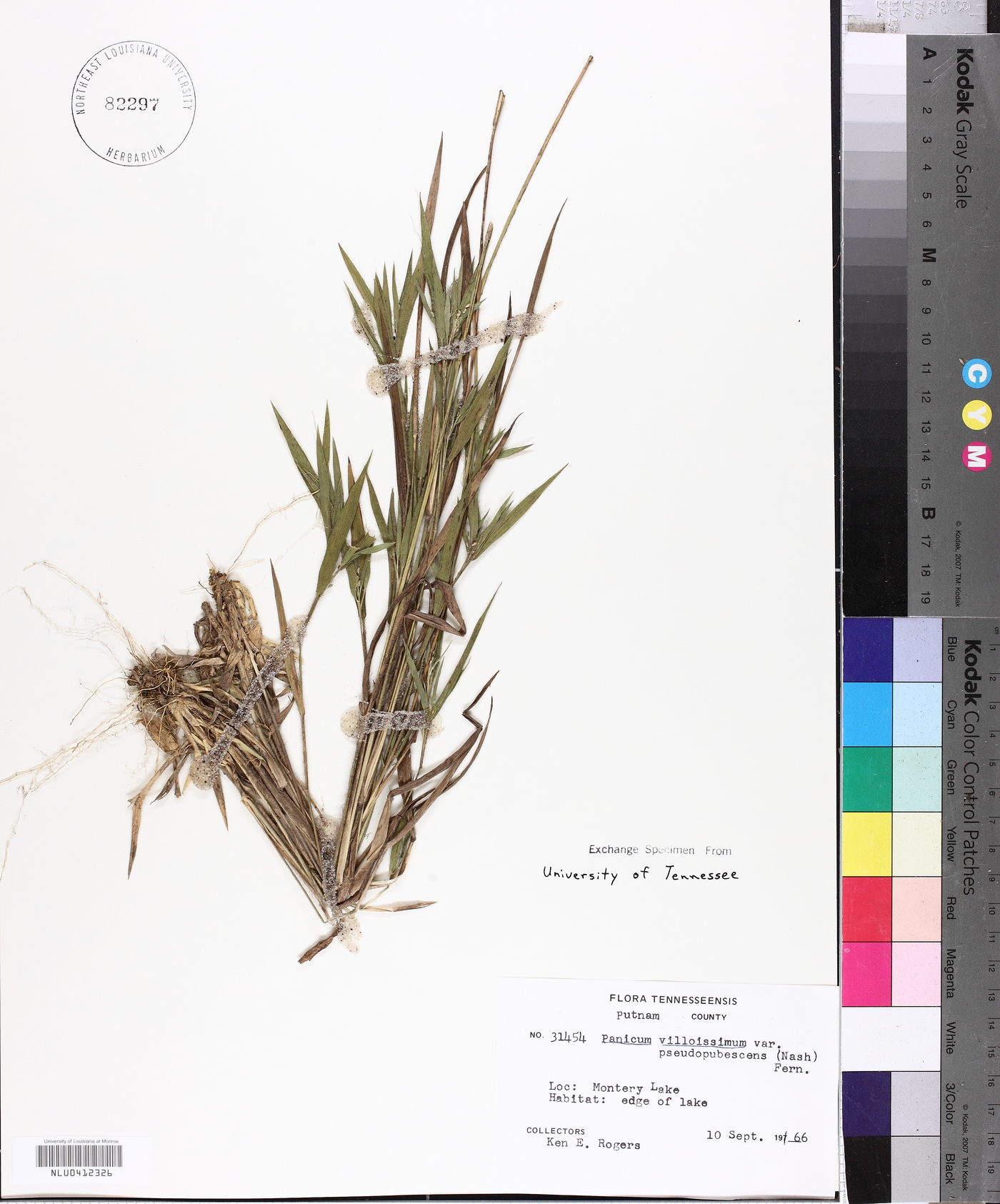 Panicum villosissimum image