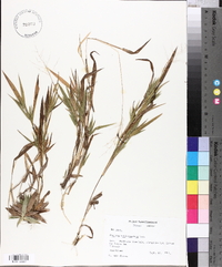 Panicum villosissimum image