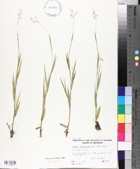 Panicum villosissimum image