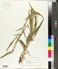 Urochloa texana image