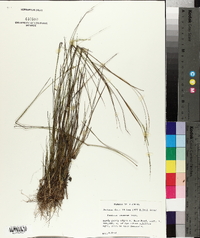 Panicum tenerum image