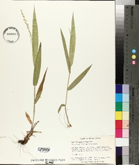 Panicum xanthophysum image