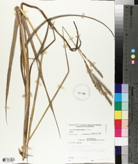 Panicum erectifolium image