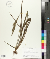 Paspalum floridanum image