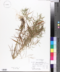 Panicum yadkinense image