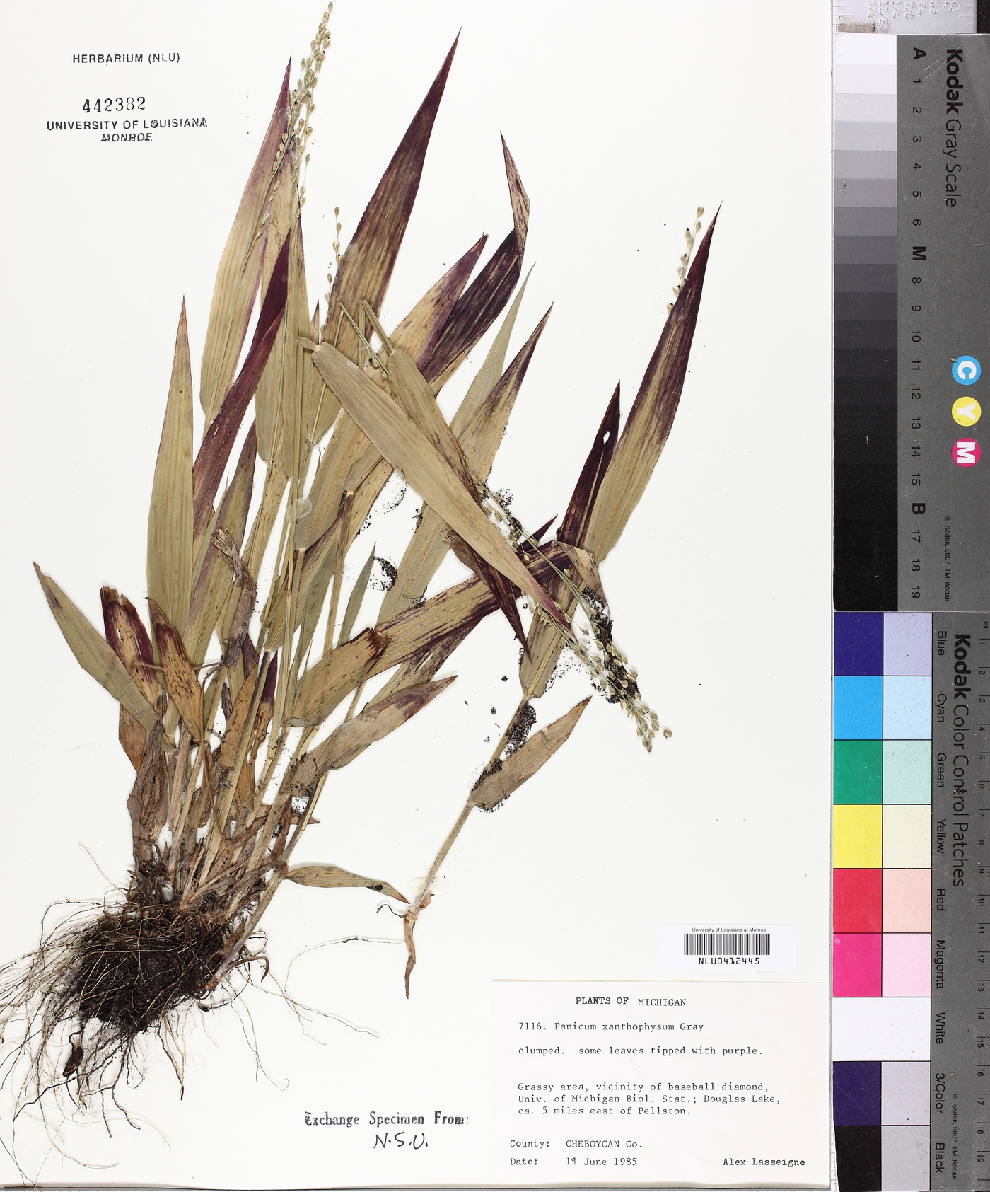 Panicum xanthophysum image