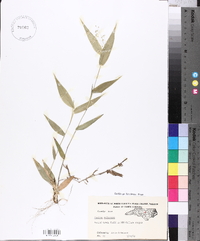 Panicum xalapense image