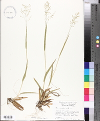 Panicum xalapense image