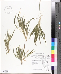 Panicum xalapense image