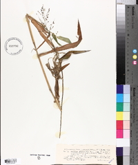 Panicum walteri image