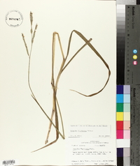 Paspalum floridanum image