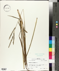 Panicum erectifolium image