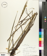 Panicum erectifolium image