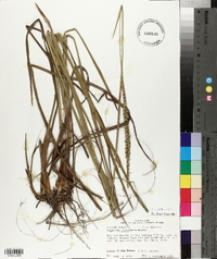 Panicum erectifolium image