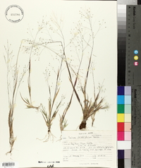 Panicum philadelphicum image