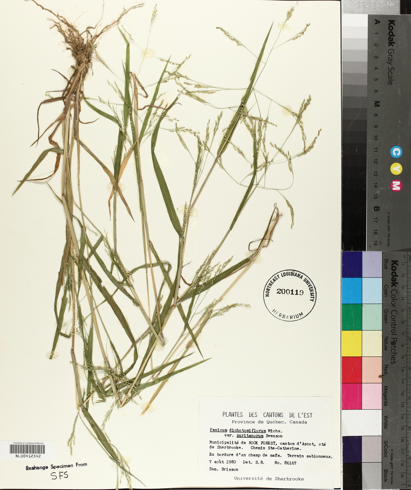 Panicum dichotomiflorum var. puritanorum image