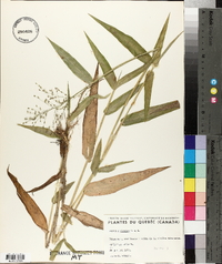 Panicum clandestinum image