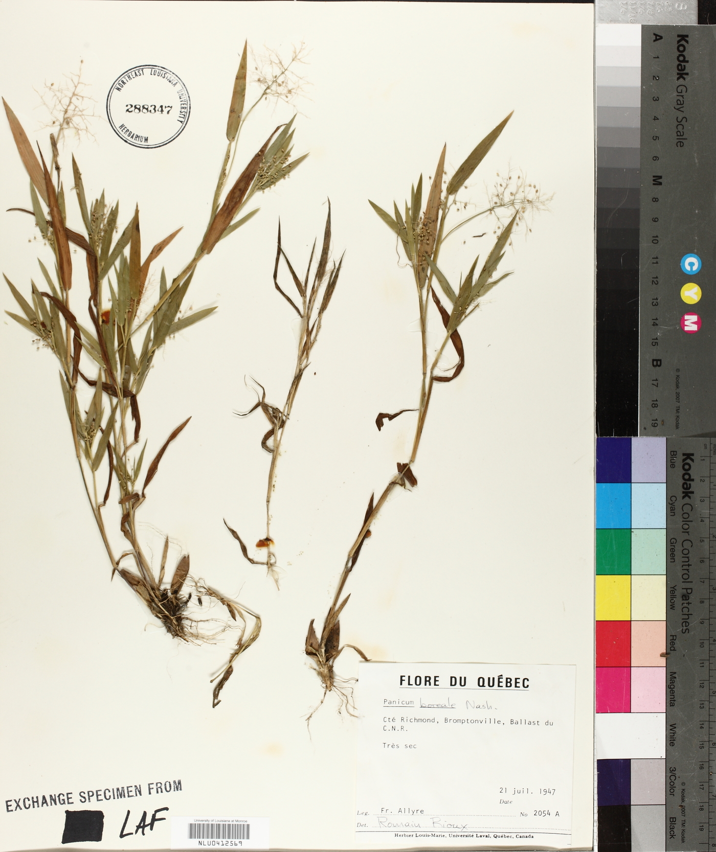 Panicum boreale image