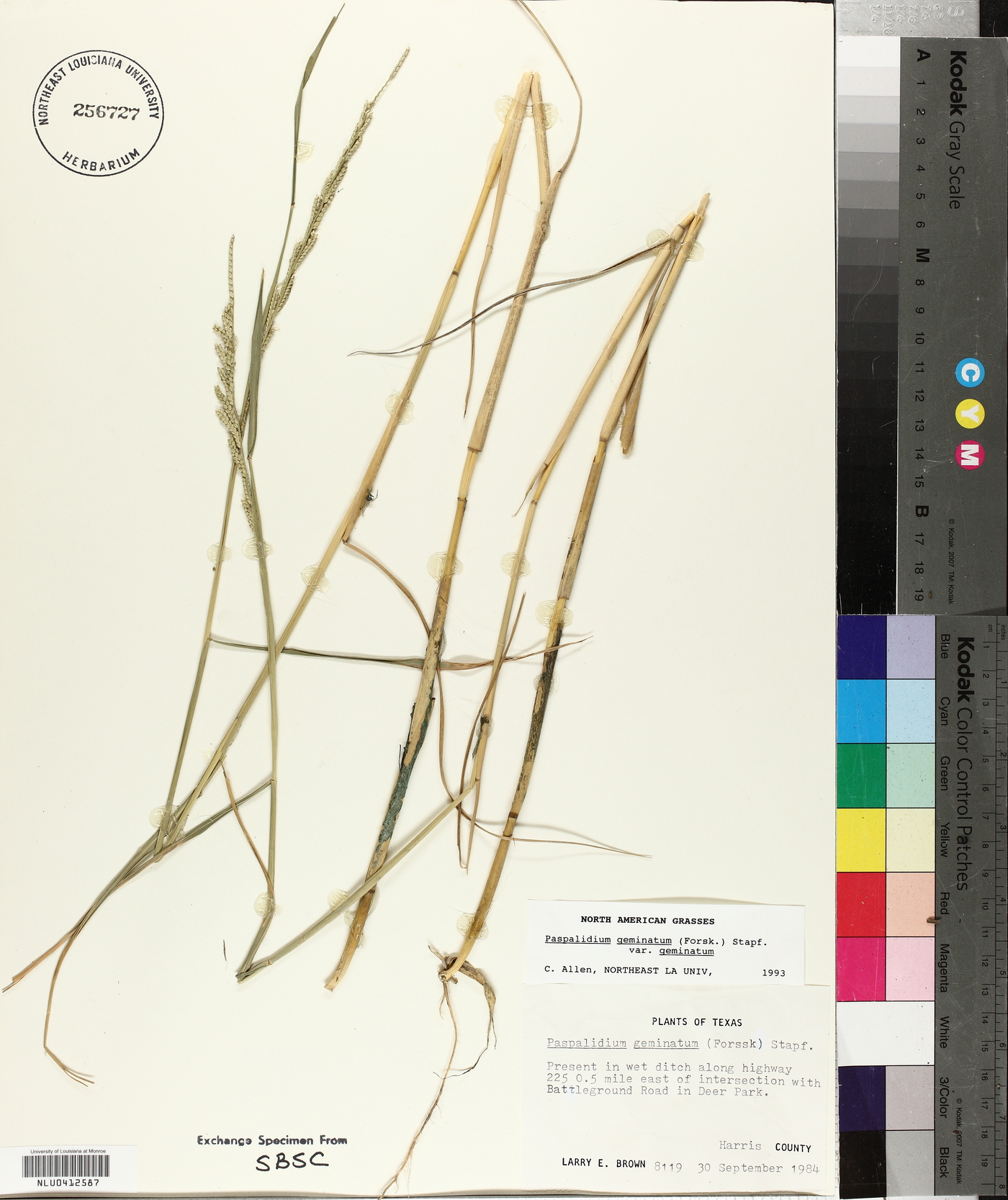 Paspalidium geminatum var. geminatum image
