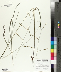 Paspalum bifidum image