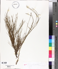 Panicum strictum image