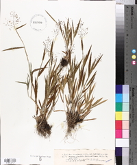 Panicum praecocius image