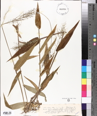 Panicum polyanthes image