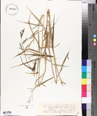 Urochloa mutica image