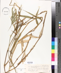 Panicum glutinosum image