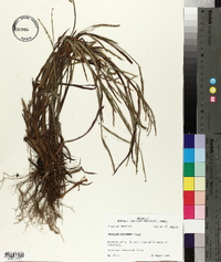 Paspalum boscianum image