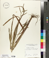 Paspalum boscianum image