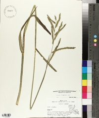 Paspalum dilatatum image