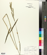 Paspalum dilatatum image