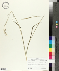 Paspalum denticulatum image