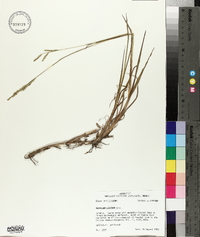 Paspalum denticulatum image