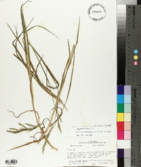 Paspalum denticulatum image