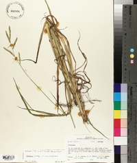 Paspalum denticulatum image